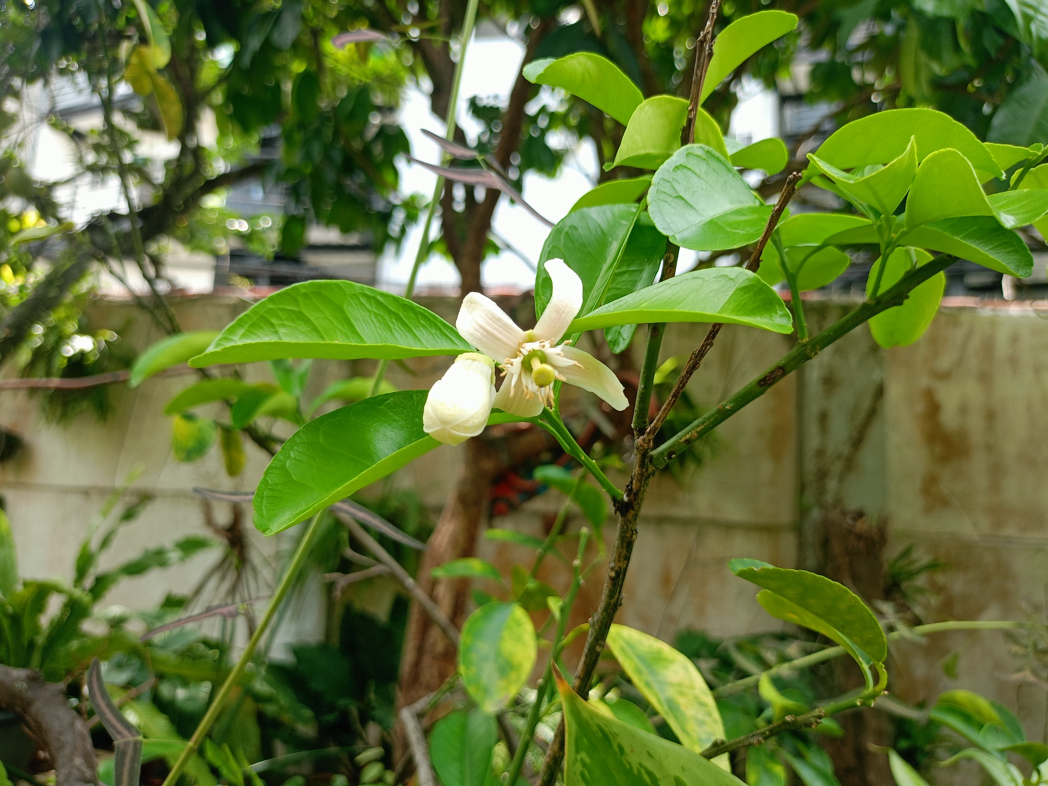 Bưởi đào (Citrus maxima cultivars)