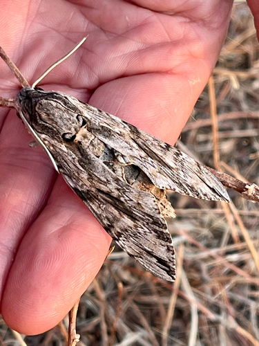 Convolvulus Hawkmoth