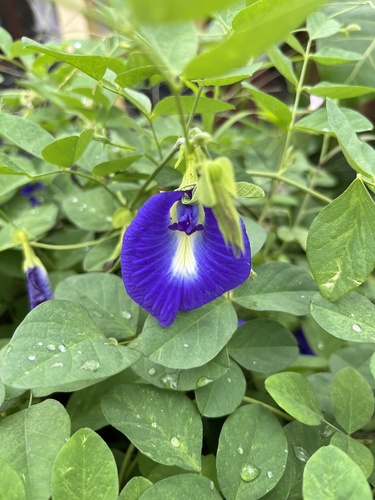 Clitoria ternatea