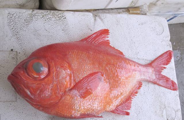 Alfonsino (Beryx decadactylus)