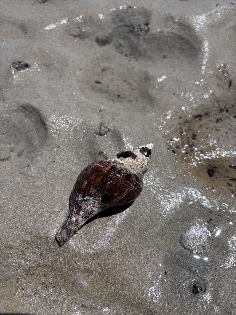 Australian Horse Conch from Indian Ocean, Aldinga Beach, AU on February ...