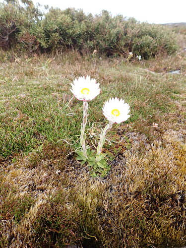 Xerochrysum milliganii