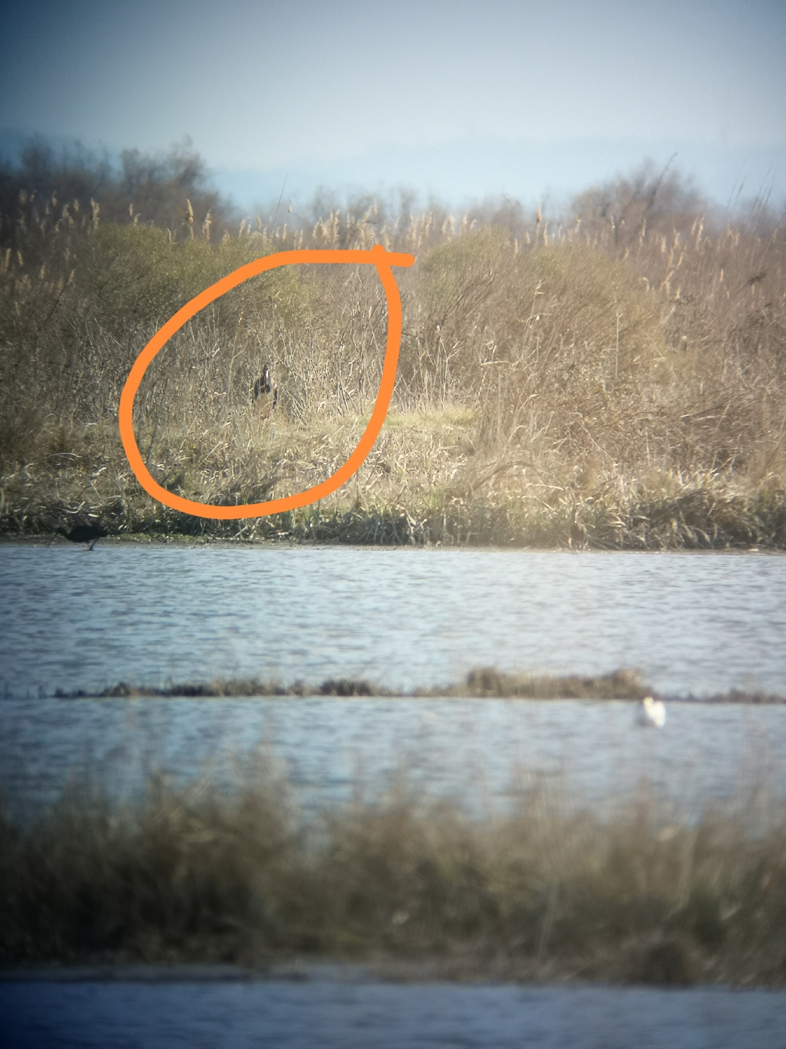 Black Stork (Ciconia nigra), photo 5