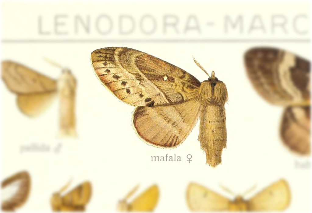 Pseudophyllodes mafala