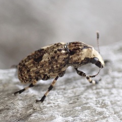 Euparius
