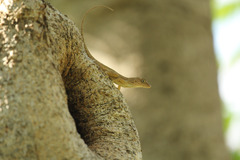 Anolis cybotes
