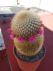 Mammillaria spinosissima tepoxtlana