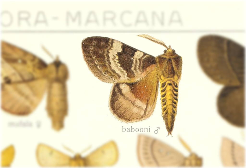 Pseudophyllodes babooni