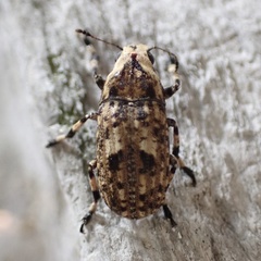 Euparius
