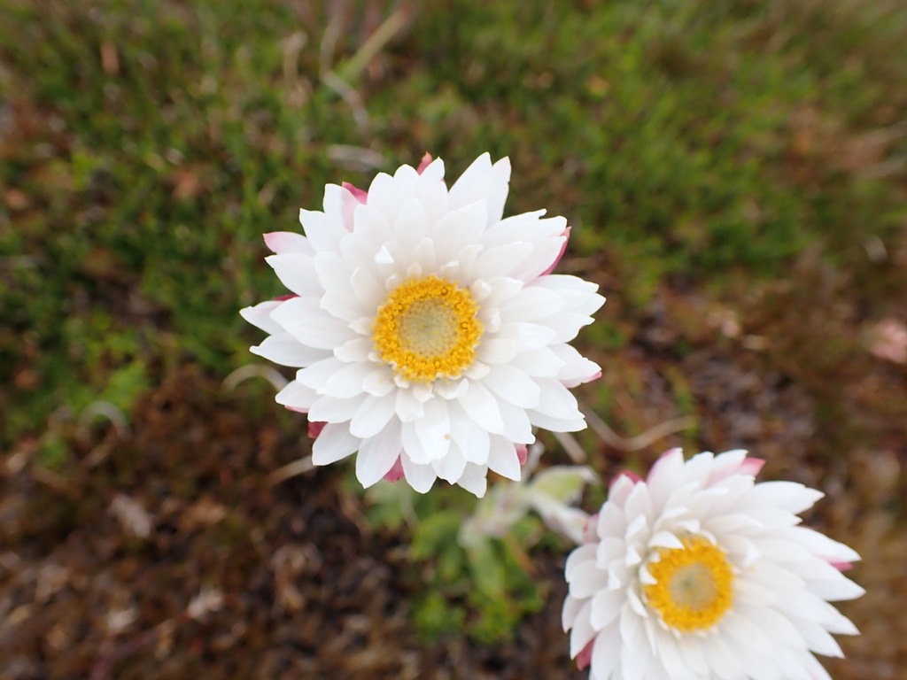 Xerochrysum milliganii; photograph (c) Leon Perrie, some rights reserved (CC BY)