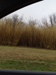 Arundo donax