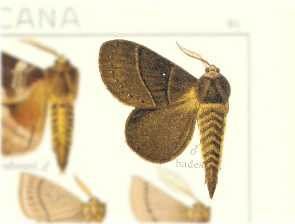 Pseudophyllodes hades