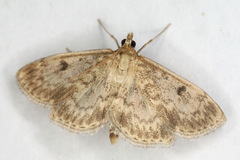 Anania perlucidalis