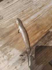 Gobionellus oceanicus