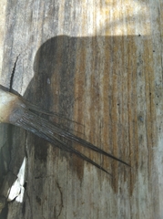 Gobionellus oceanicus