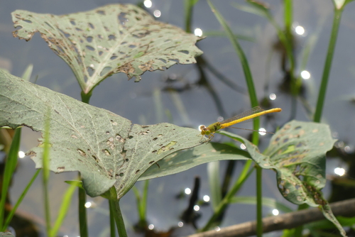 Coromandel Marsh Dart