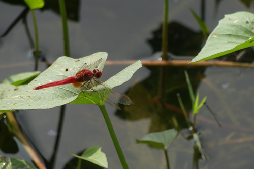 Scarlet Skimmer