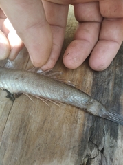 Gobionellus oceanicus