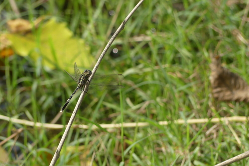 Slender Skimmer