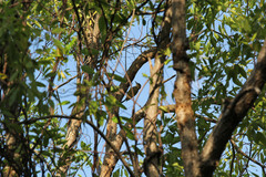Melanerpes striatus