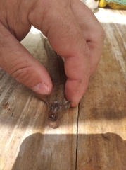 Gobionellus oceanicus