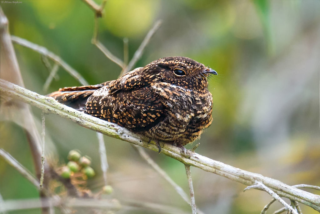Blackish Nightjar photo