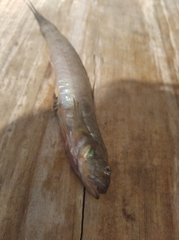 Gobionellus oceanicus