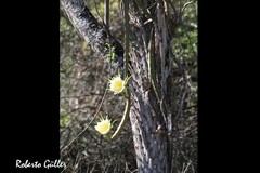 Selenicereus setaceus