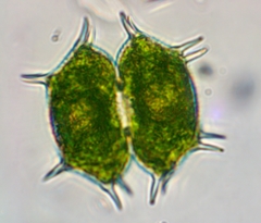 Xanthidium antilopaeum