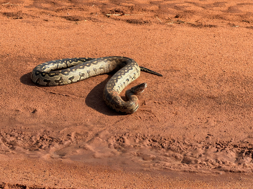 Southern African Python