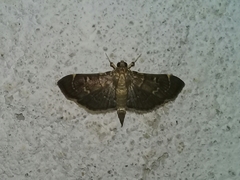 Pilocrocis