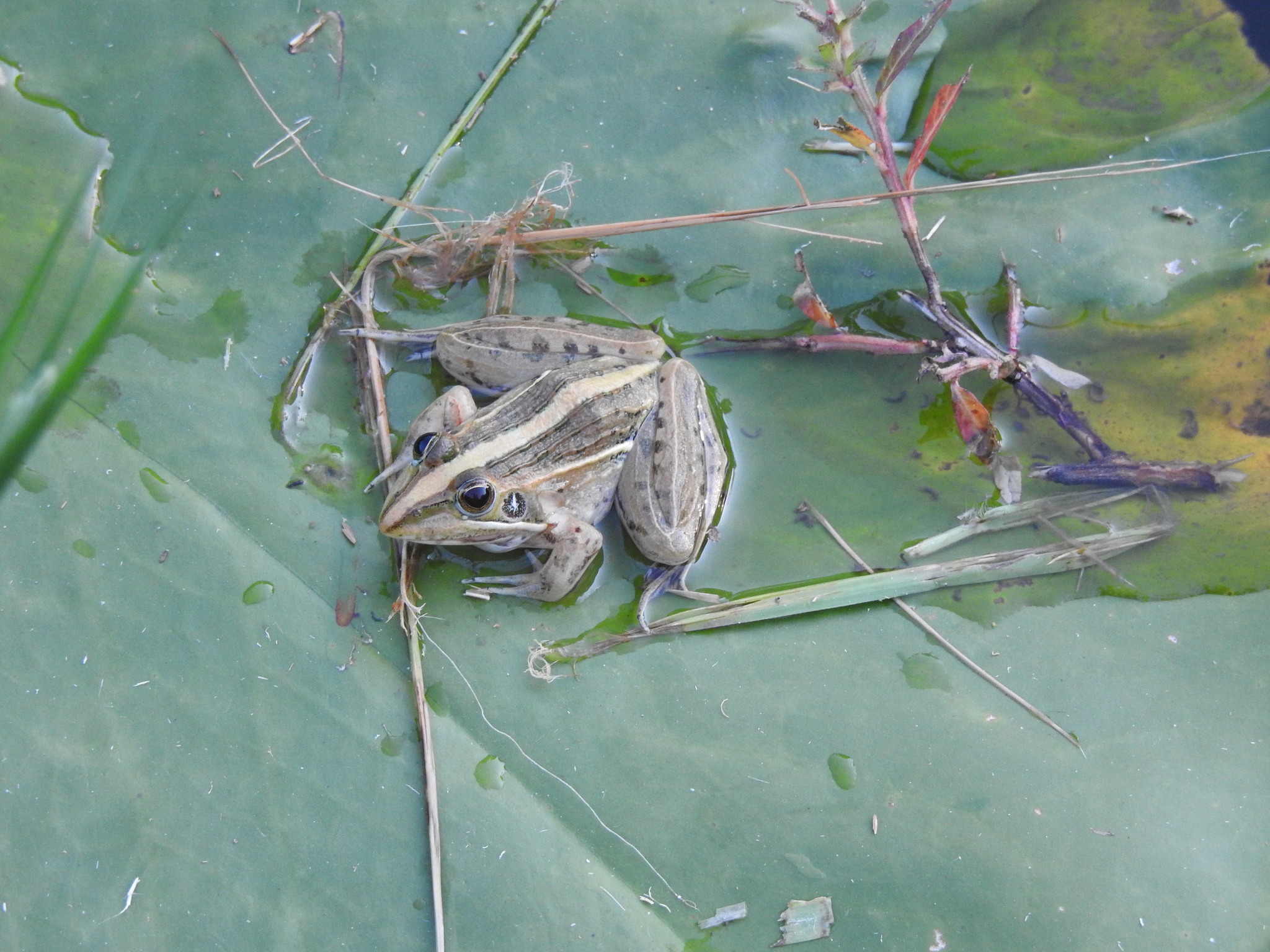 Bocage's Grassland Frog photo 7