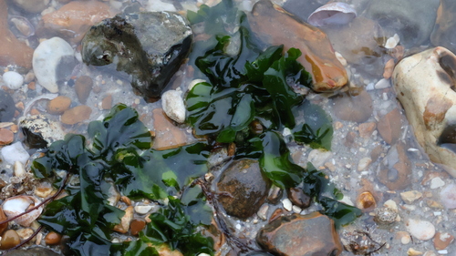 Sea Lettuce (Ulva rigida)