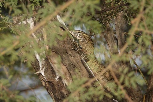 Nile Monitor