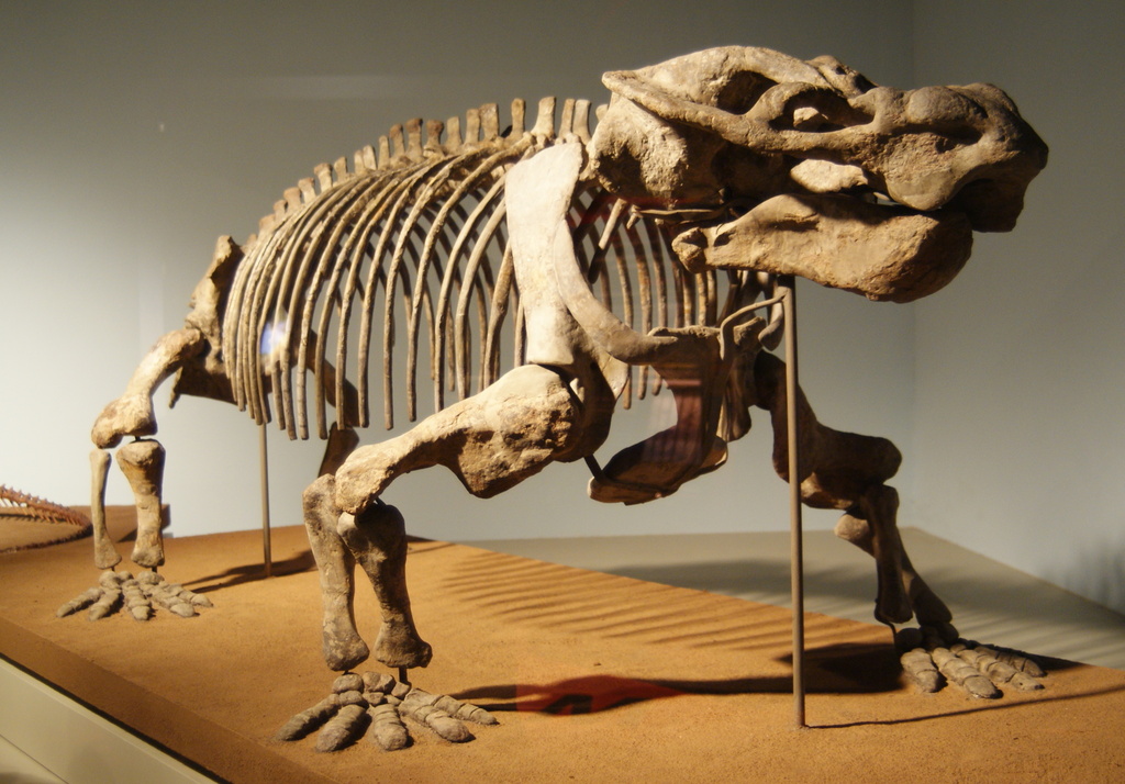Aulacephalodon