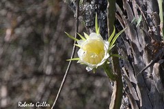 Selenicereus setaceus