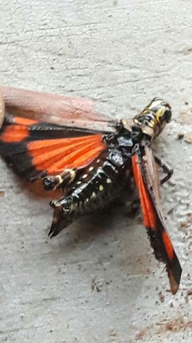 Soldier Grasshopper photo 4