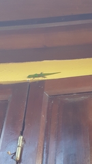Phelsuma laticauda