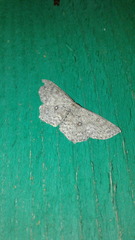 Cyclophora pendularia