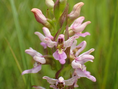 Brachycorythis tenuior