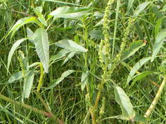Amaranthus australis
