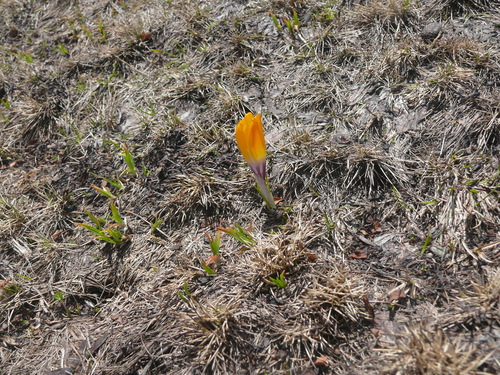 Crocus scardicus, photograph 2