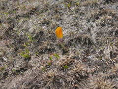 (c) F. Bemmerlein-Lux, some rights reserved (CC BY) Crocus scardicus, photograph (c) F. Bemmerlein-Lux, some rights reserved (CC BY)