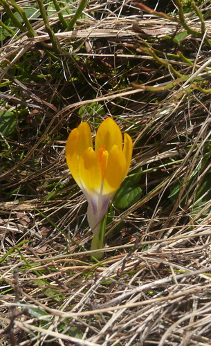 Crocus scardicus