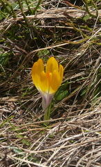 (c) F. Bemmerlein-Lux, some rights reserved (CC BY) Crocus scardicus, photograph (c) F. Bemmerlein-Lux, some rights reserved (CC BY)