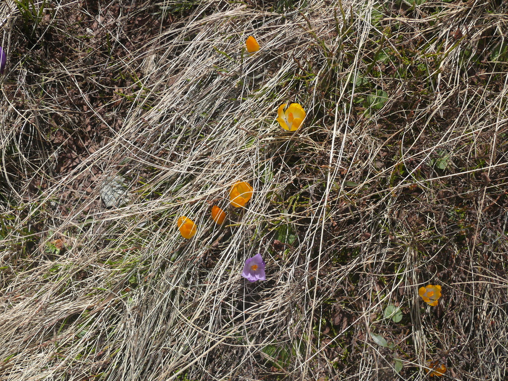 Crocus scardicus; photograph (c) F. Bemmerlein-Lux, some rights reserved (CC BY)