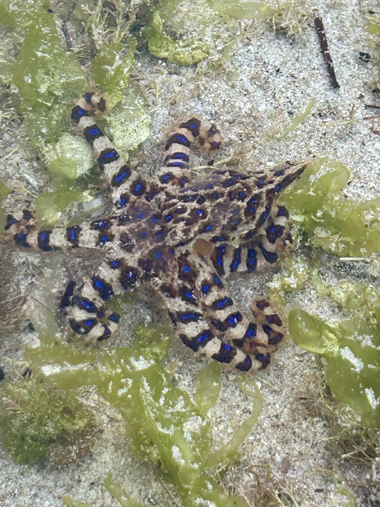 Lesser Blue-ringed Octopus from Waterloo Bay, Elliston, AU on February ...