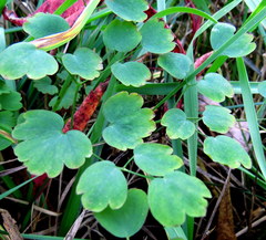 Thalictrum thalictroides