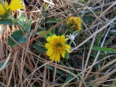Verbesina encelioides