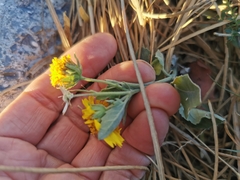 Verbesina encelioides